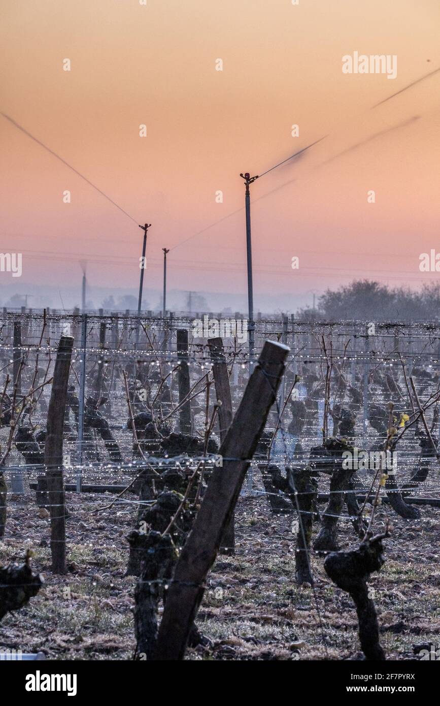 Lutte contre le gel printanier dans les vignobles de la vallée de la Loire. Pour lutter contre la pression froide et la baisse des températures, protection par arrosage de l'eau: L'eau projetée par arrosage gèle au contact du bourgeon et forme ensuite un cocon protecteur. Saint Nicolas de Bourgueil, France le 6 avril 2021. Photo de Darrault D/ANDBZ/ABACAPRESS.COM Banque D'Images