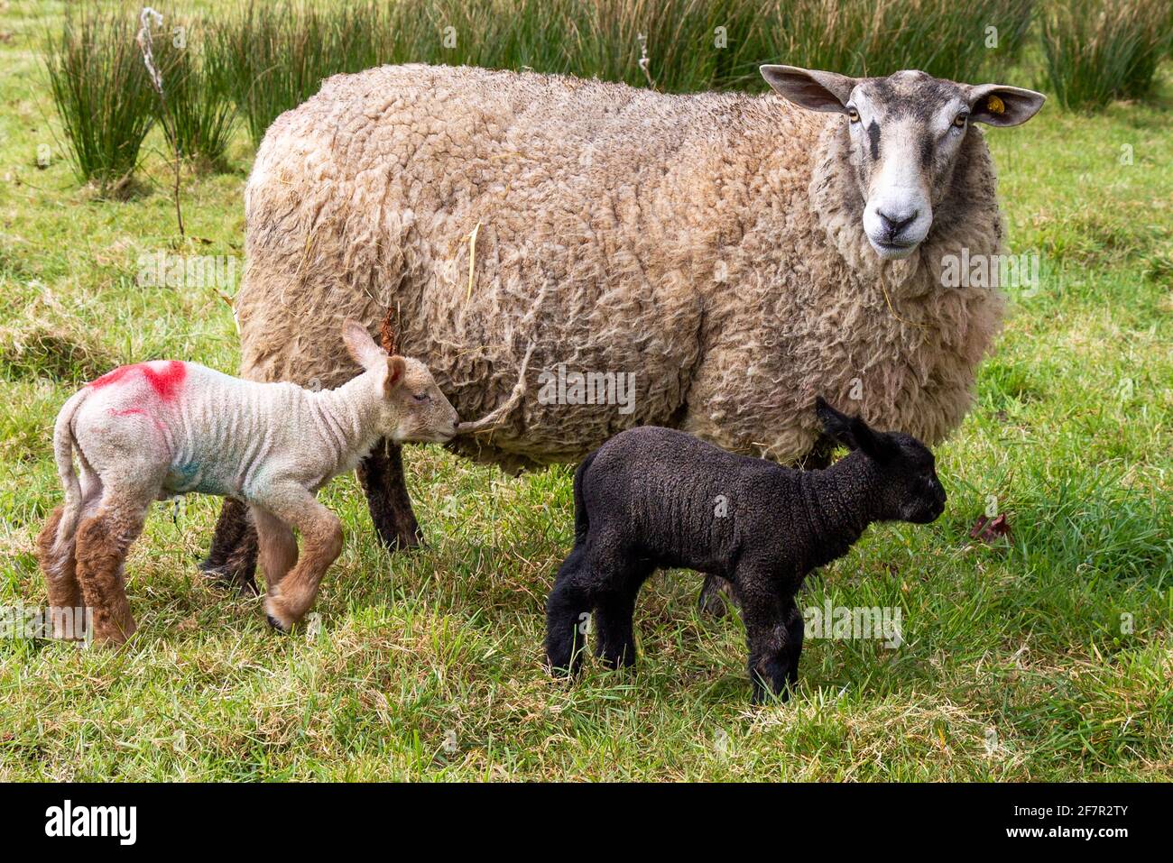 Croix de Suffolk Ewe Ovis aries avec agneaux de jour Banque D'Images