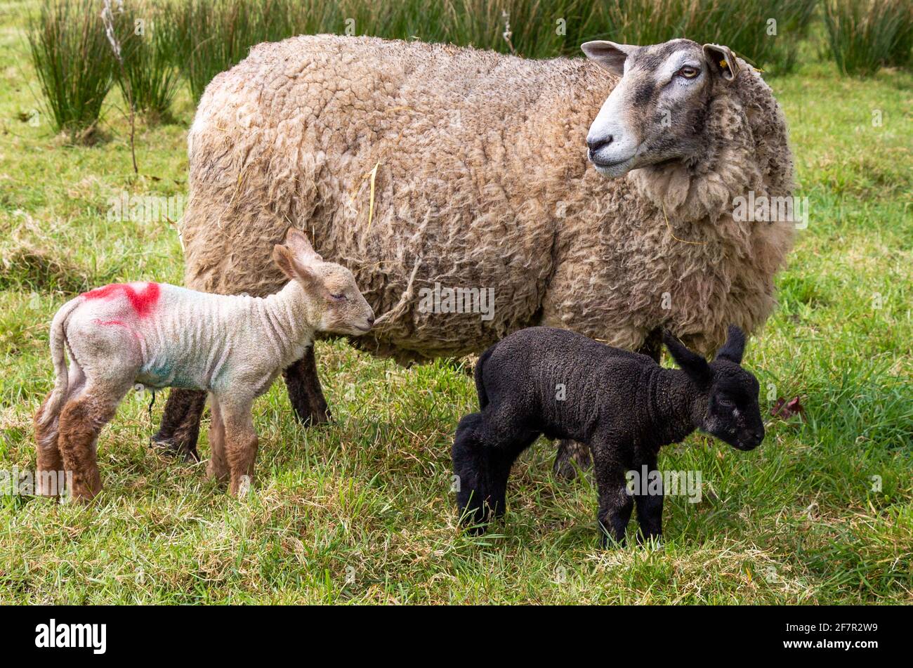 Croix de Suffolk Ewe Ovis aries avec agneaux de jour Banque D'Images