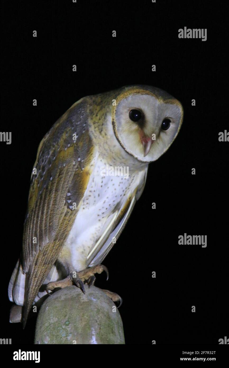 Effraie des clochers (Tyto alba) Banque D'Images