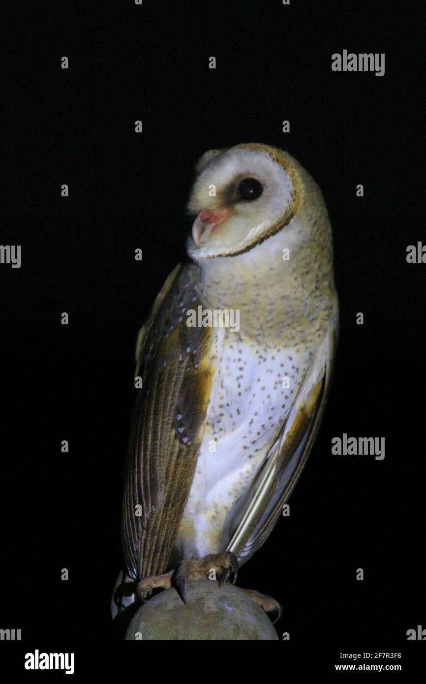 Effraie des clochers (Tyto alba) Banque D'Images