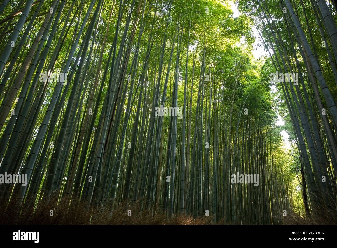 Une forêt de bambous à Kyoto, au Japon, est vue par une belle journée d'été. Banque D'Images