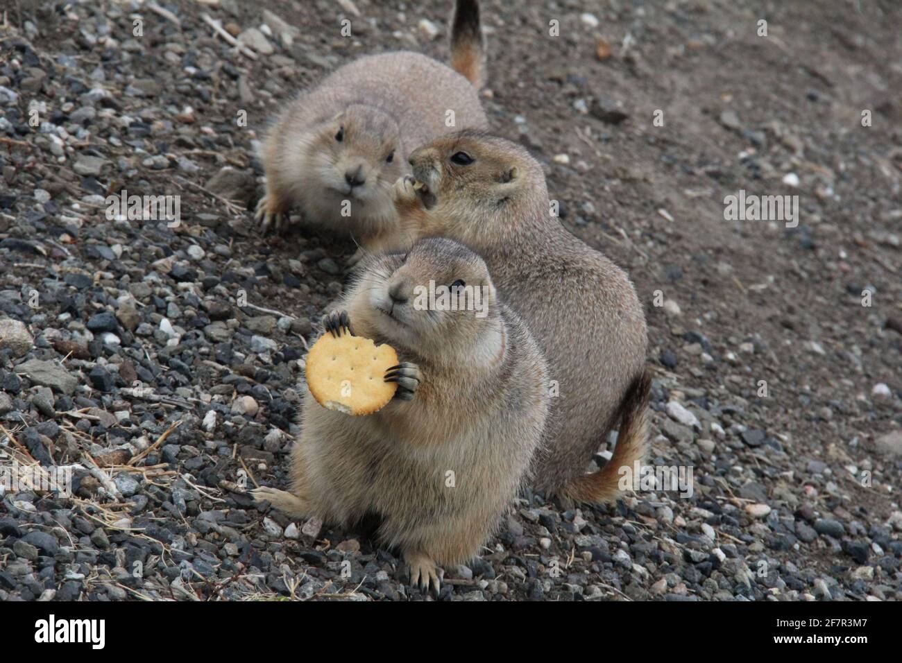 Deux chiens de prairie regardent un troisième manger un craqueur à la ville de Roberts Prairie Dog, dans la région rurale du Dakota du Sud, à Badlands, dans le centre des États-Unis. Banque D'Images