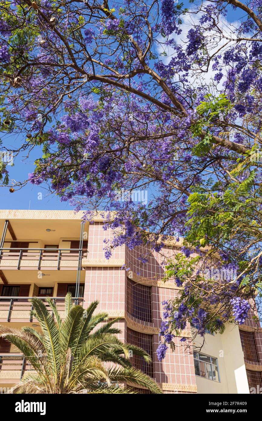 Jacaranda arbre en fleur à côté d'un immeuble à Los Cristianos, Tenerife, Iles Canaries, Espagne Banque D'Images