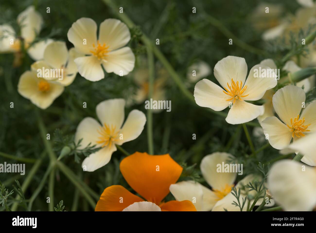 Eschscholzia californica, ou coquelicots de Californie jaune pâle et orange Banque D'Images