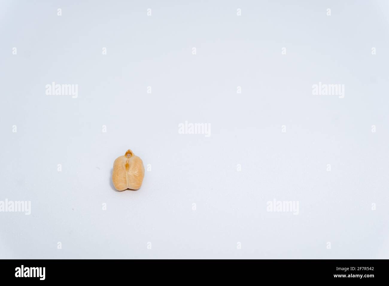 Un gros plan de graines de pois chiches isolées. Les pois chiches, également connus sous le nom de haricots garbanzo, font partie de la famille des légumineuses. Banque D'Images
