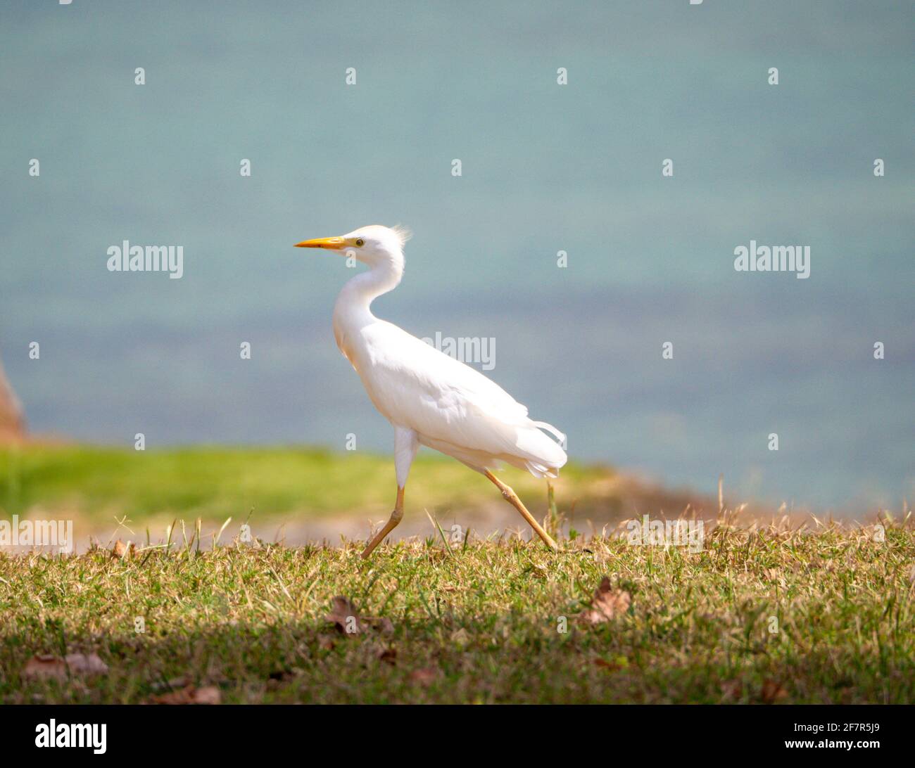 oiseau blanc avec de longues jambes en course Banque D'Images