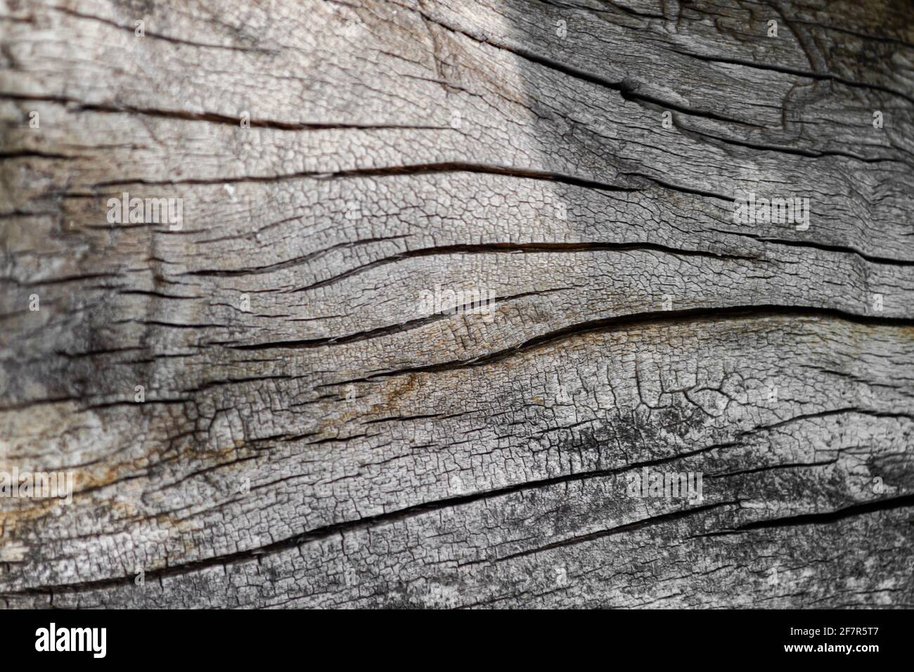 Ancien arbre. Texture du vieux bois avec fissures. Gros plan sur une texture en bois rugueux. Banque D'Images