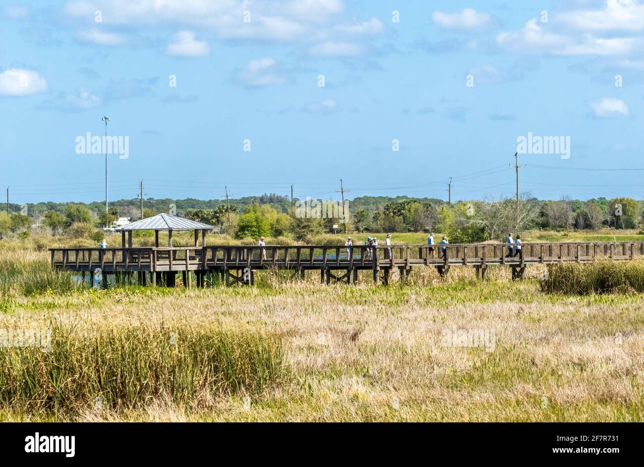 Plate-forme d'observation et promenade dans la zone des terres humides de Celery Fields À Sarasota Floride Etats-Unis Banque D'Images