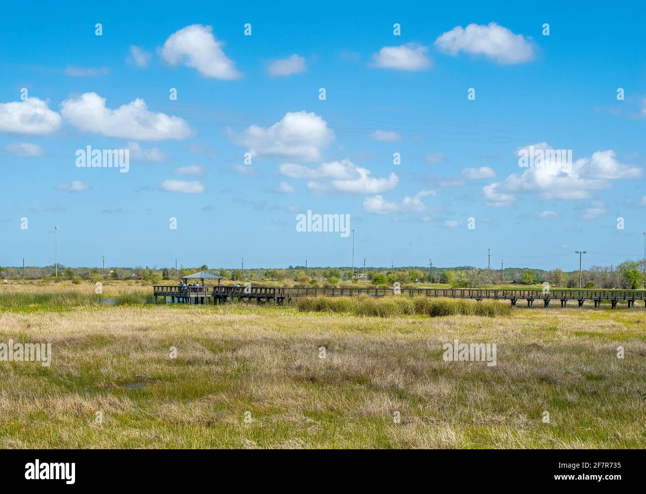 Plate-forme d'observation et promenade dans la zone des terres humides de Celery Fields À Sarasota Floride Etats-Unis Banque D'Images