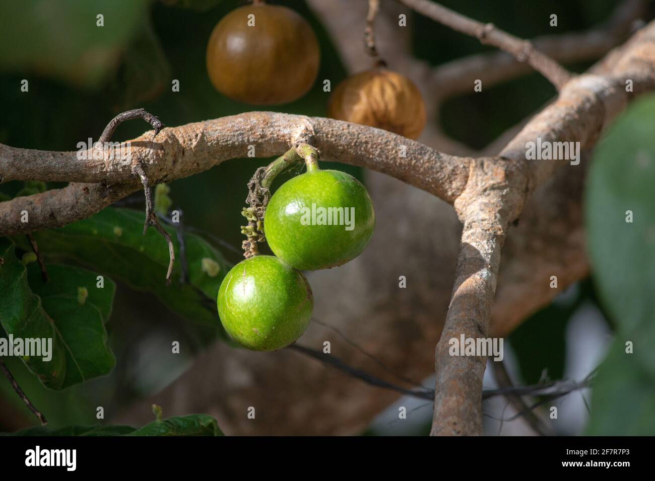 Vert sauvage medlar (Vangueria infausta) rond de fruits sauvages africains localement connus sous le nom de mpfilwa, umviyo ou umtulwa Banque D'Images