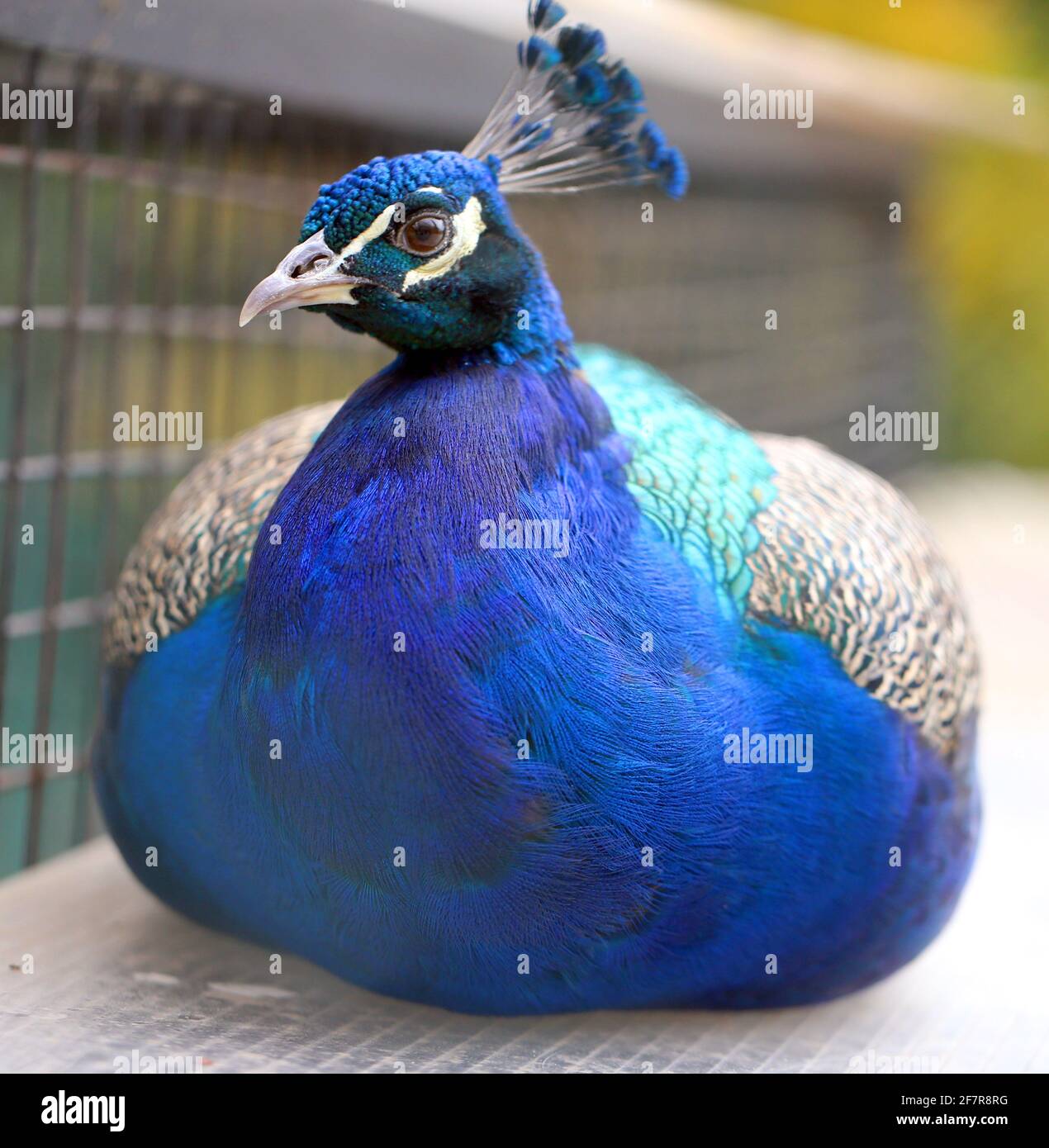 Photo d'un beau portrait bleu de paon dans le jardin Banque D'Images