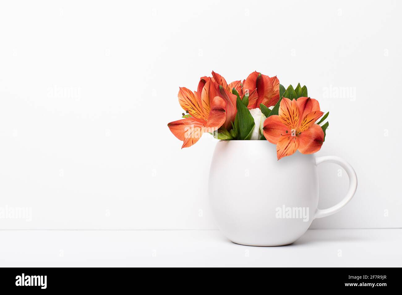 Fleur d'Astromoria dans le thé café tasse blanche. Concept Mockup avec boutons de plantes. Studio tourné avec espace de copie, vide. Banque D'Images