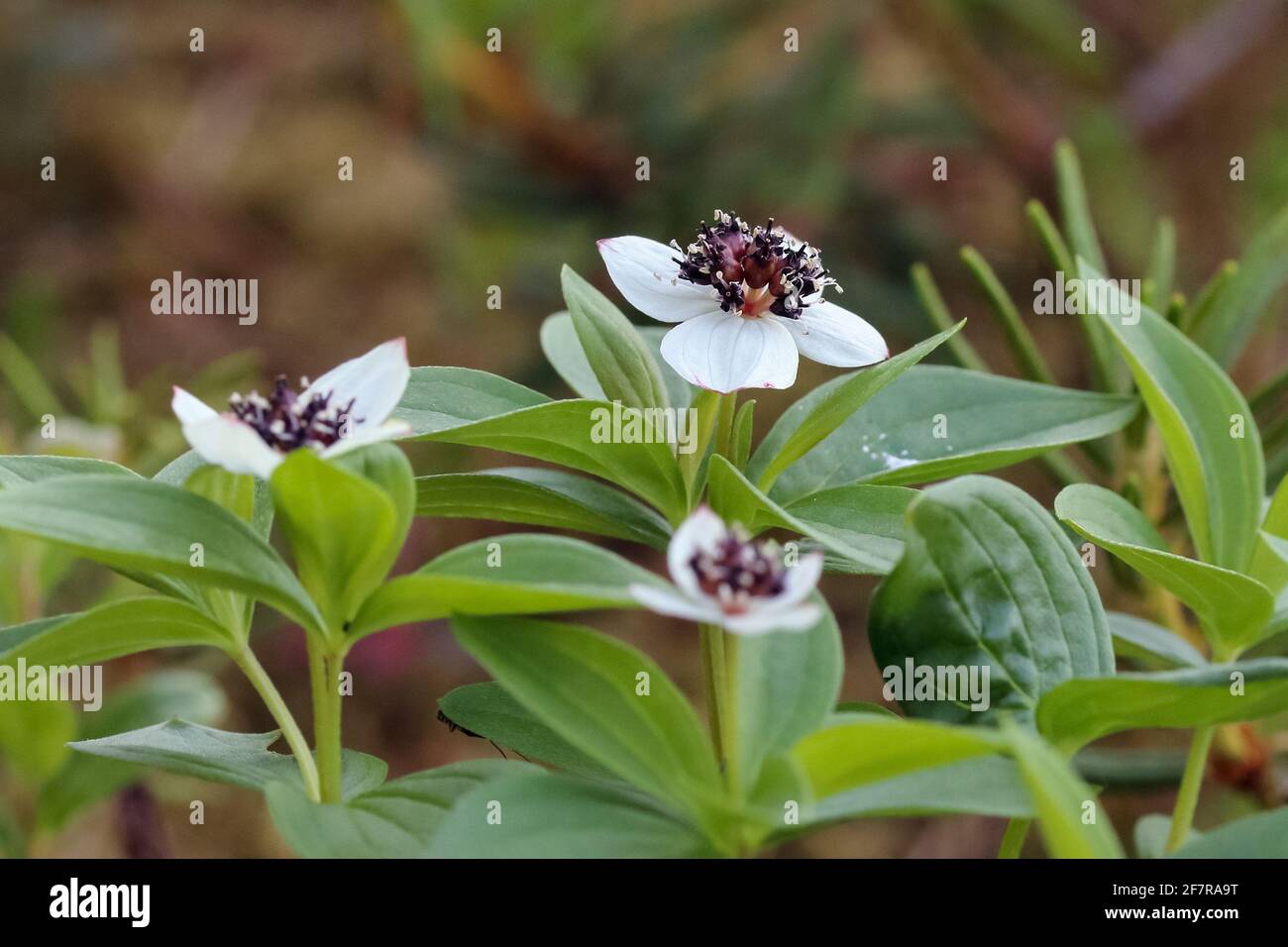 plante sauvage d'été Banque D'Images