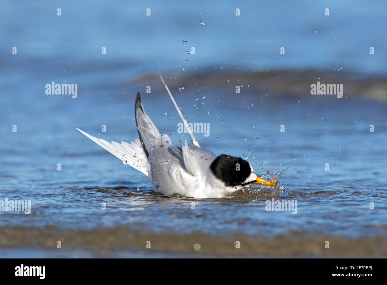 Sterne naine (Sternula albifrons / Sterna albifrons) et des éclaboussures de baignade en eau peu profonde Banque D'Images