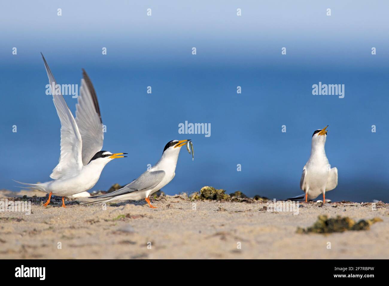 Petit sterne (Sternula albifrons / Sterna albifrons) mâle offrant de l'anguille de sable / poisson de sandeel à la femelle, partie de l'exposition de vaisseau sur la plage Banque D'Images