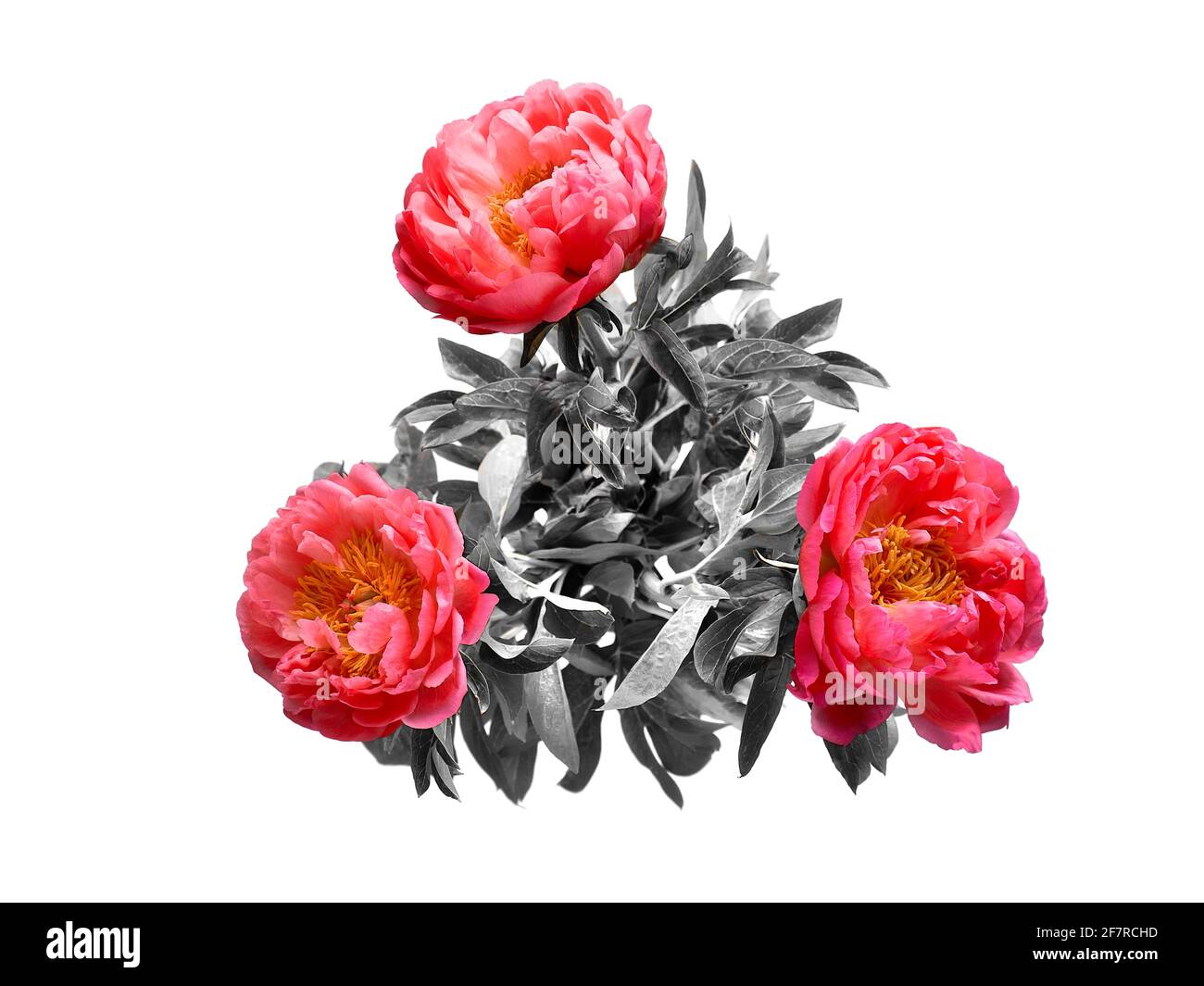 Plusieurs fleurs de pivoine rose disposées sur papier rose assorti. Image en tons, vue de dessus, pose à plat. Décor fleuri naturel tendance et décontracté. Carte de vœux Banque D'Images