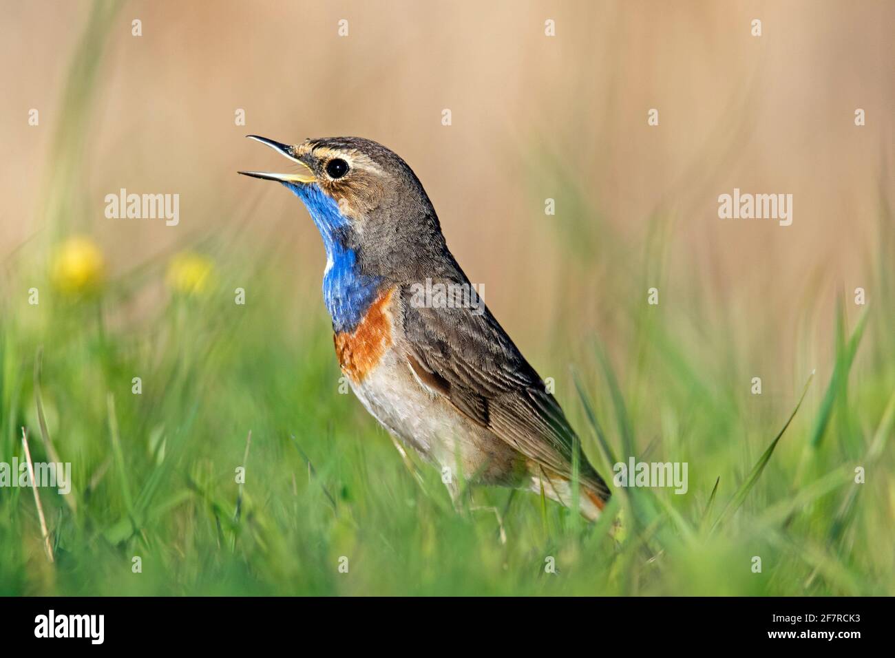 Bleuet à pois blancs (Luscinia svecica cyanula) appel / chant masculin dans la prairie au printemps Banque D'Images