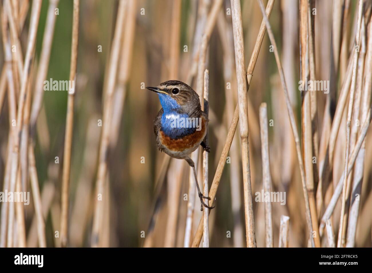 White-spotted gorgebleue à miroir (Luscinia svecica cyanecula) mâle perché sur la tige de roseau et d'appel dans des milieux humides au printemps Banque D'Images