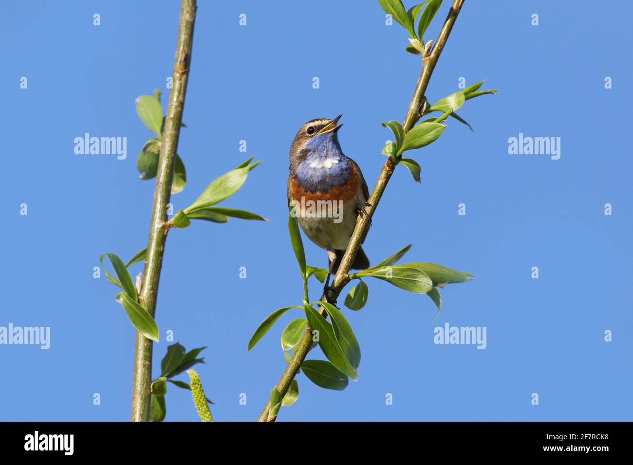 Bleuet à pois blancs (Luscinia svecica cyanula) homme perché dans un arbre et appelant/chantant au printemps Banque D'Images
