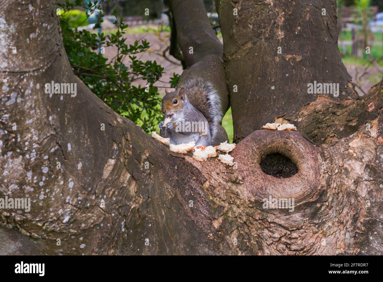 Écureuil gris assis dans un arbre mangeant du pain à Bournemouth, Dorset Royaume-Uni en avril Banque D'Images