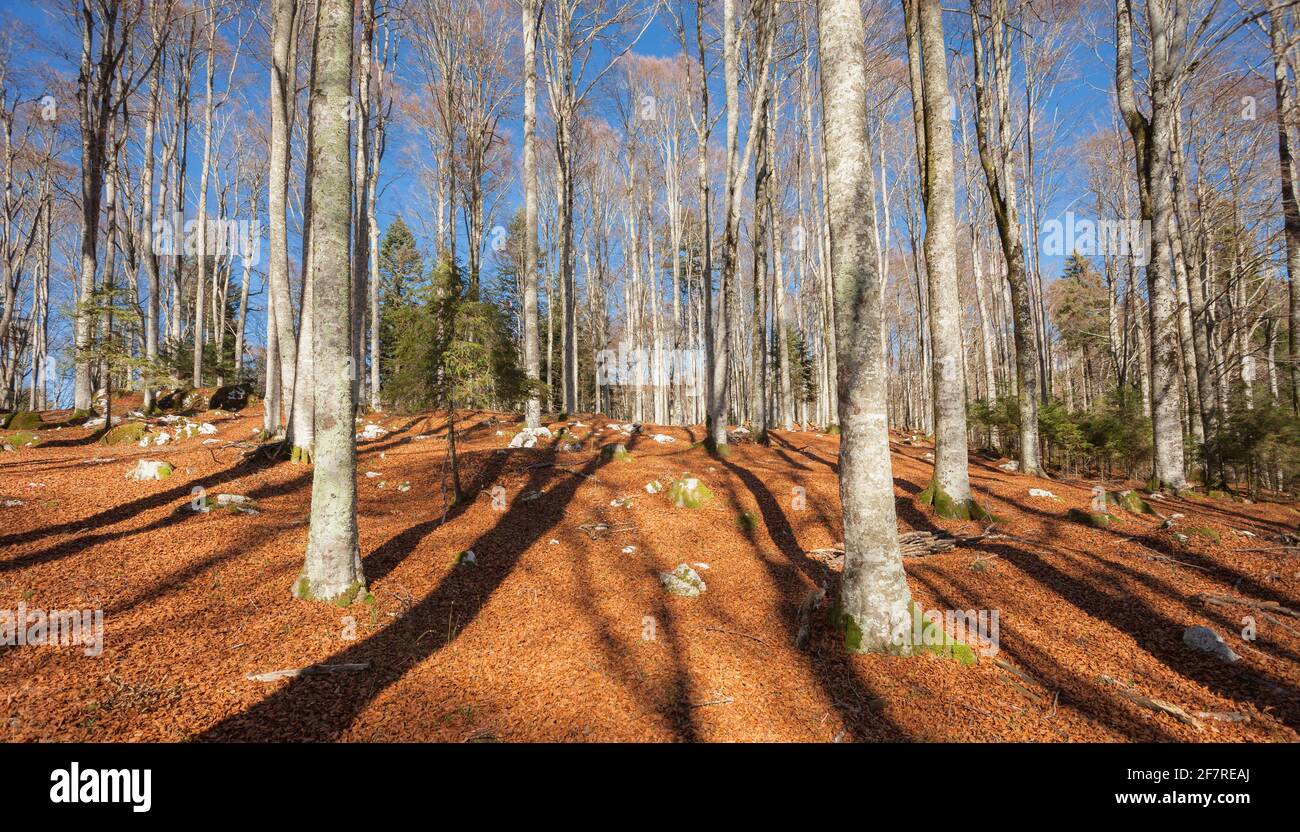 L'intérieur du feuillage d'une forêt à l'automne Italien Banque D'Images