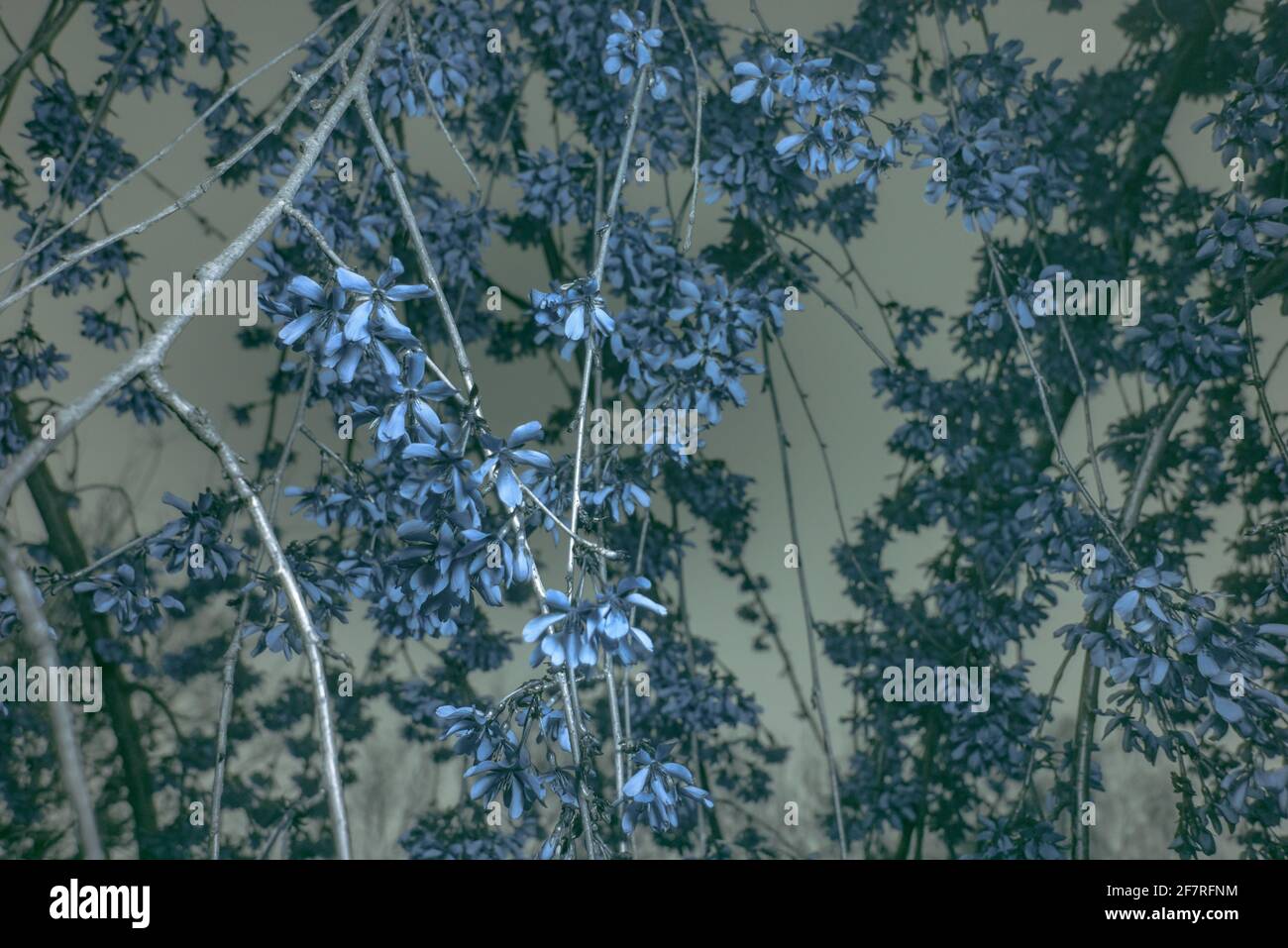 Visualisation de la lumière ultraviolette réfléchie seulement à une échelle proche des UV sur la fleur de cerisier pleurant, Prunus incise - averses de neige Banque D'Images