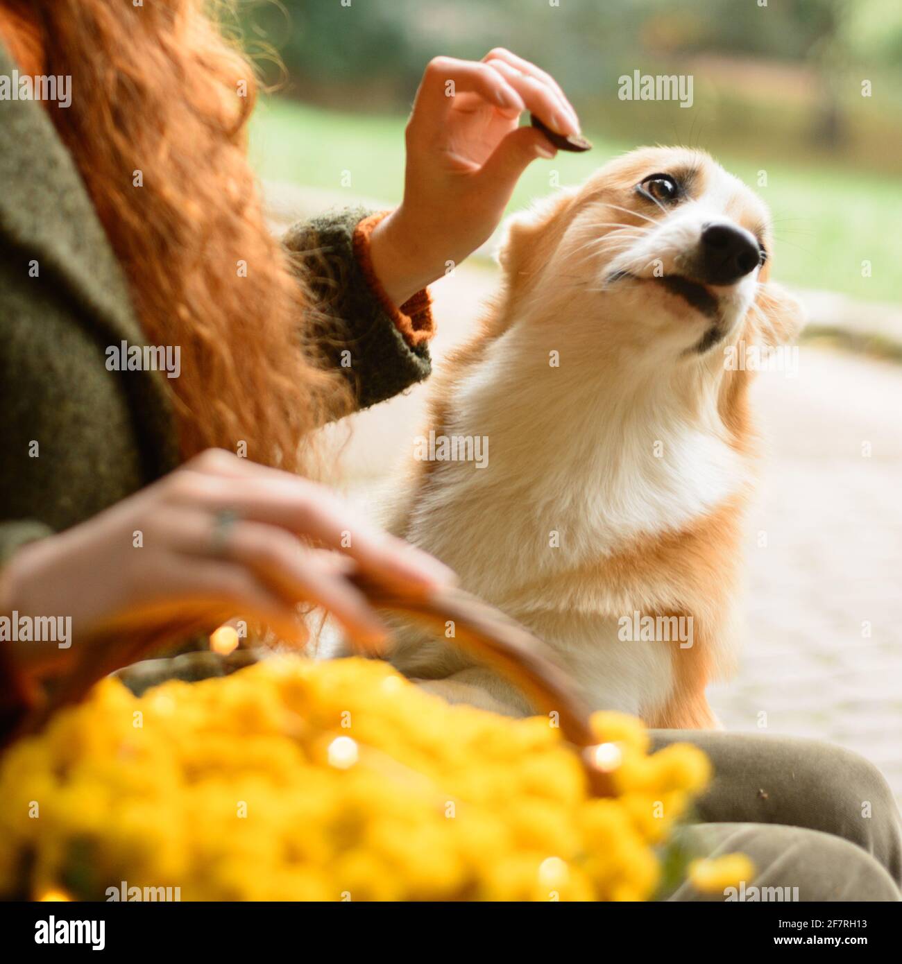 pembroke gallois corgi sur une promenade dans le parc d'automne, séance photo d'un corgi, un panier avec des chrysanthèmes jaunes. nouveau Banque D'Images