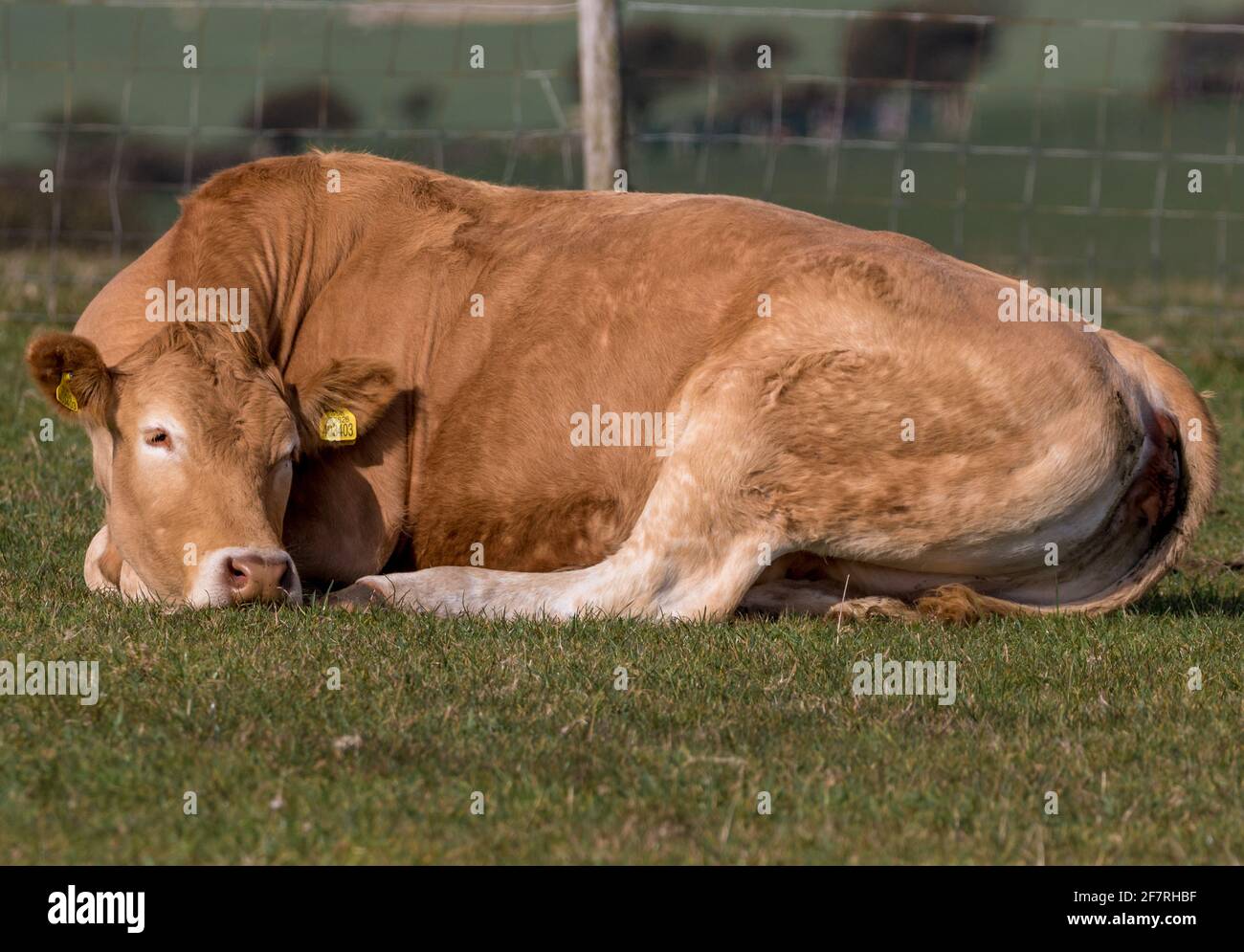 Animaux de ferme paître sur les South Downs de Sussex Banque D'Images