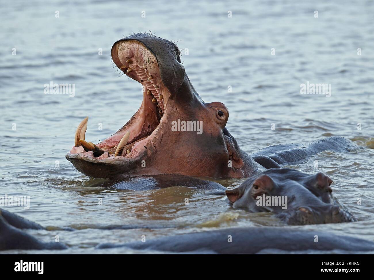 Hippopotamus commun (Hippopotamus amphibius capensis) adulte bâillant Sainte-Lucie, Afrique du Sud Novembre Banque D'Images