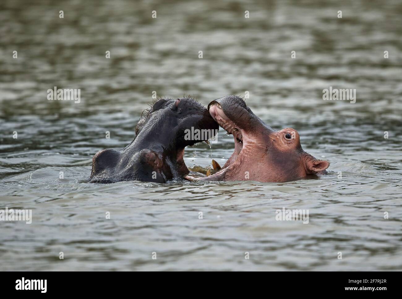 Hippopotamus commun (Hippopotamus amphibius capensis) les jeunes jouent à la lutte contre Sainte-Lucie, en Afrique du Sud Novembre Banque D'Images