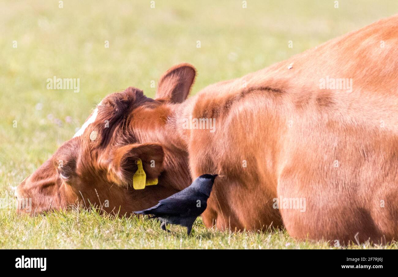 Oiseaux qui rassemblent la fourrure de vache comme matériau de nidification dans le Sud Les bas de Sussex Banque D'Images