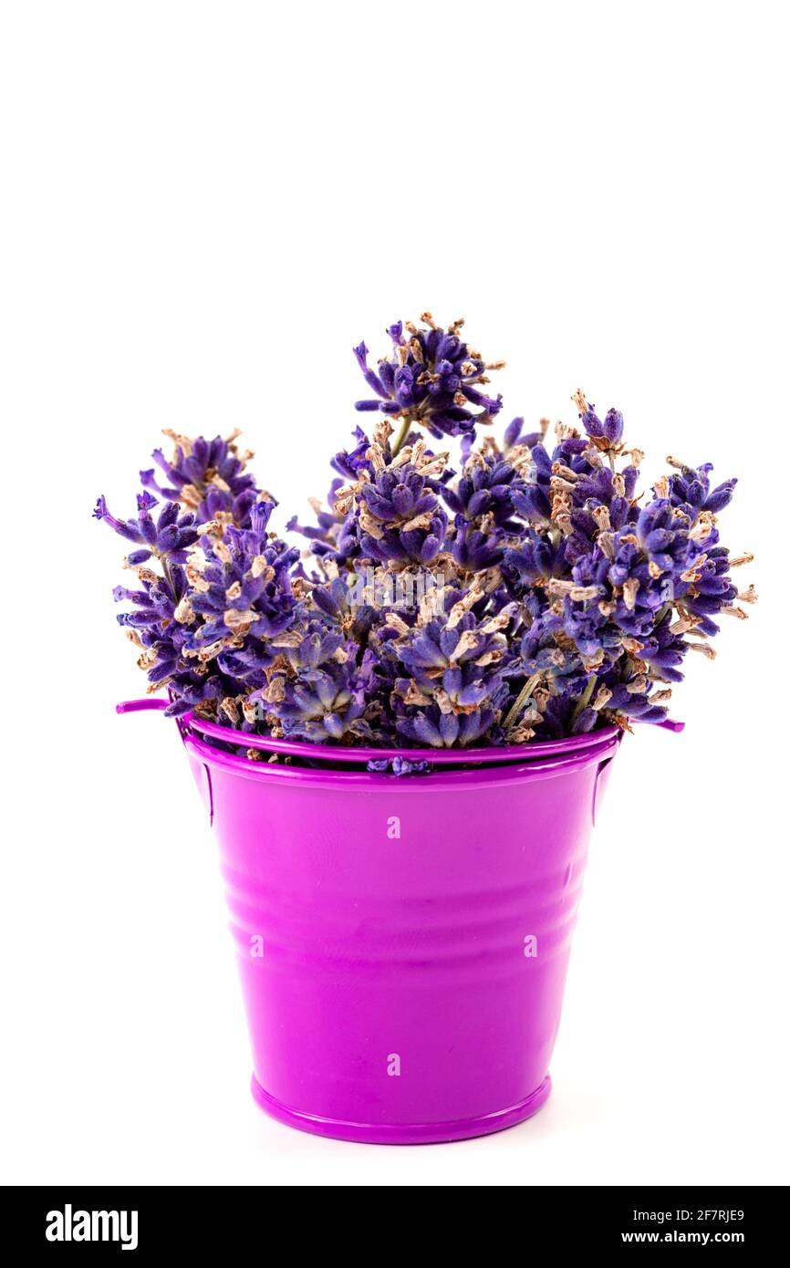 Parfum floral estival, ambiance rurale ou rustique et parfum floral concept thème avec fleurs de lavande violettes séchées dans un seau en métal violet isolé sur Banque D'Images