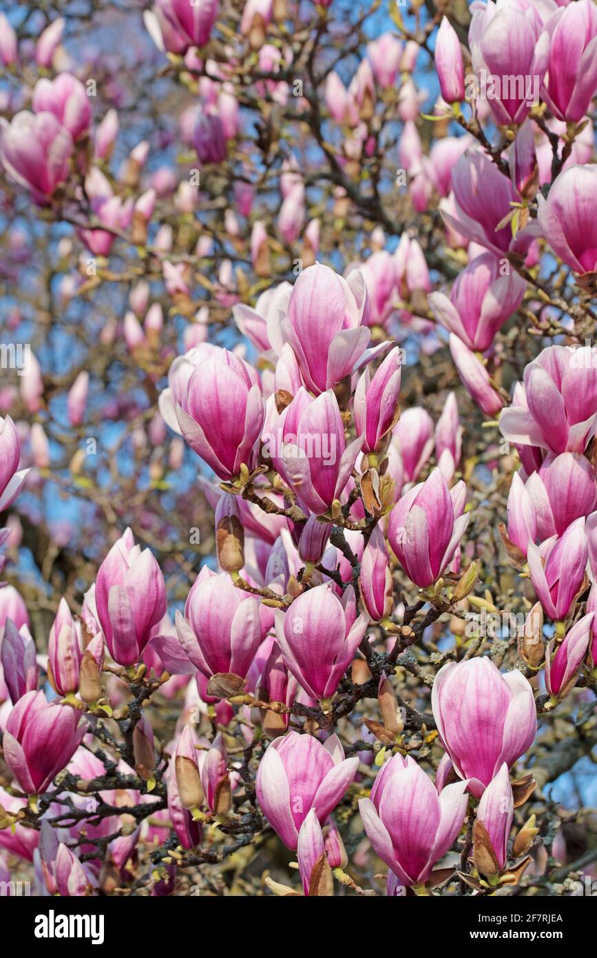 Magnolias en gros plan Banque D'Images