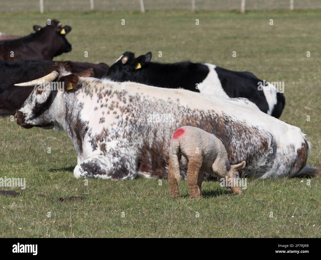 L'agneau tases un bétail à cornes sur les South Downs of Sussex Banque D'Images