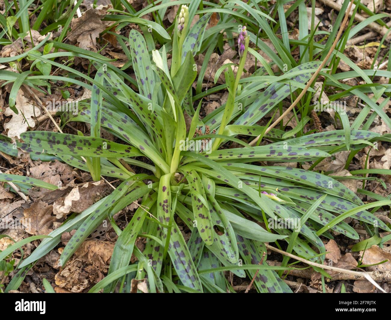 Orchidée pourpre précoce dans le bourgeon commençant à fleurir Banque D'Images