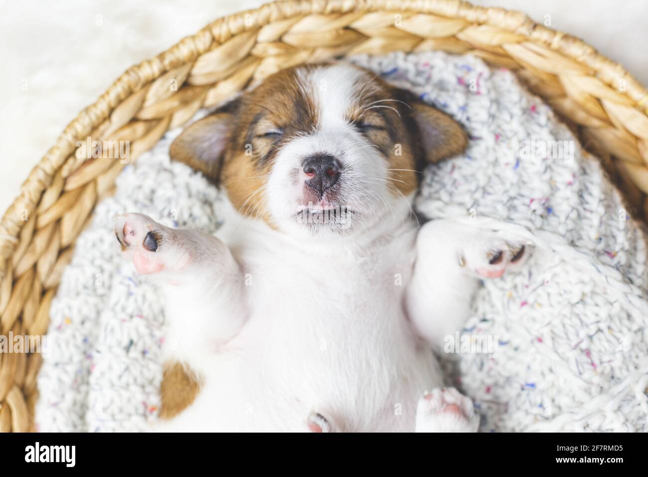 Portrait d'un nouveau-né Jack russell terrier chiot dormant dans un panier, vue du dessus. Banque D'Images