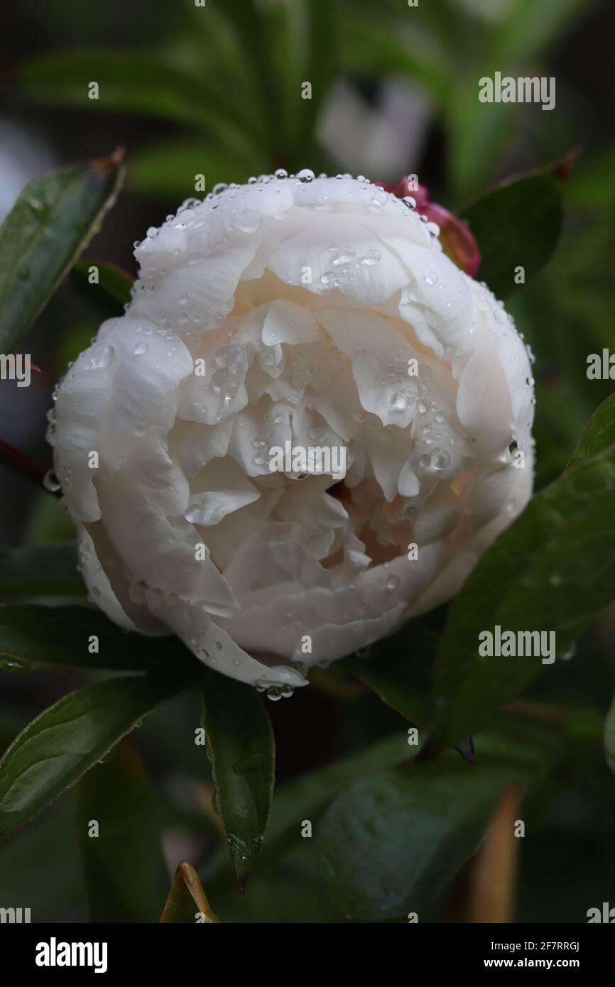 Une fleur de pivoine blanche après une tempête de pluie d'été Banque D'Images
