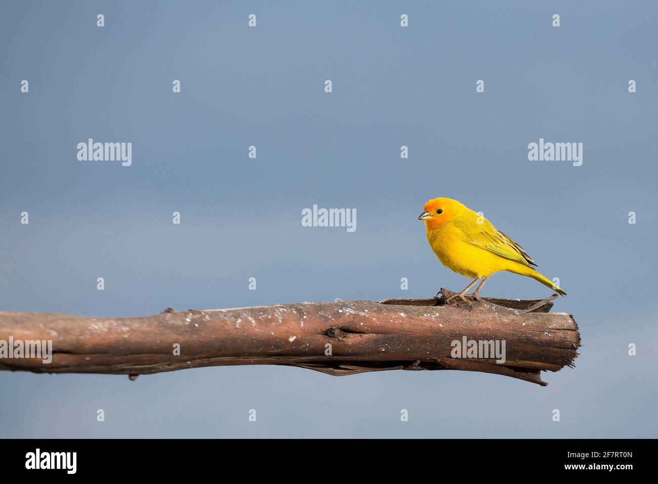 Bel oiseau. safran finch - Sicalis flaveola. Colombie Banque D'Images