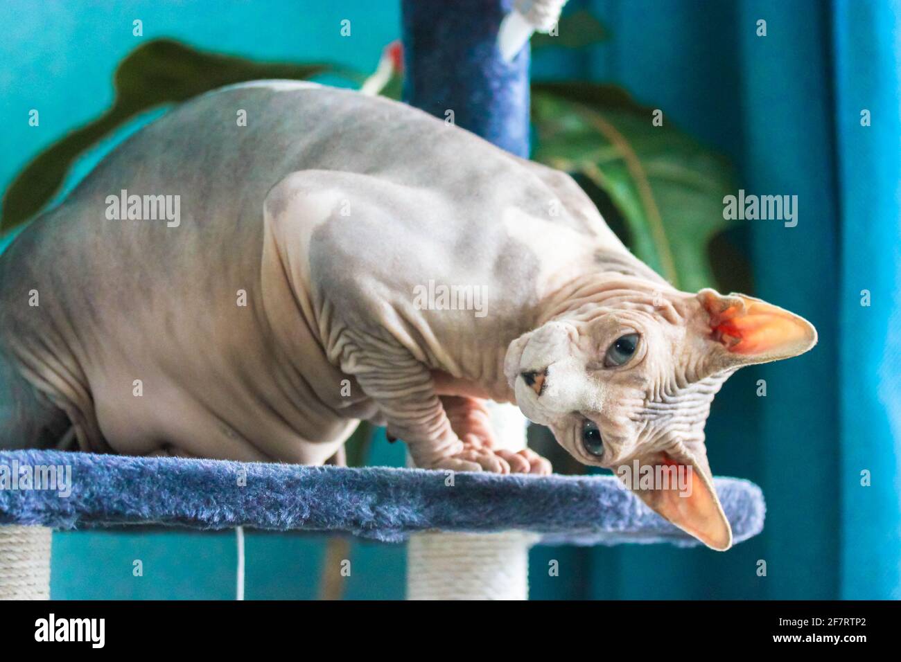 Le chat de Sphynx canadien est assis sur une tour à griffes, en grattant le poteau dans une posture drôle. Animal de compagnie dans un intérieur moderne contre un mur bleu. La peau froissée d'un ba Banque D'Images