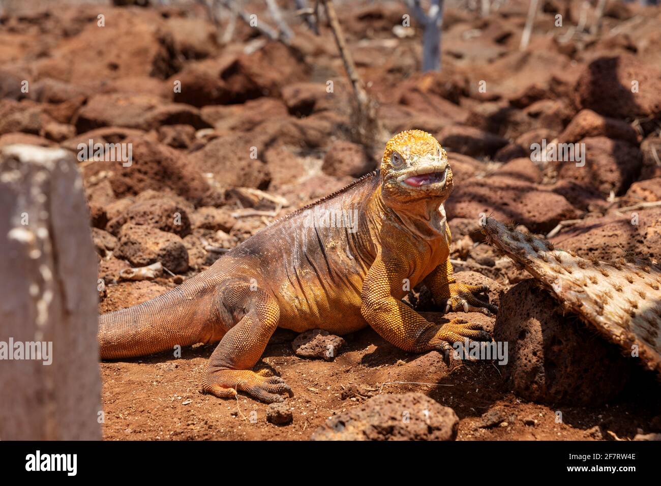 Iguana de la terre de galapagos jaune sur l'île de Saymour. (CTK photo/Ondrej Zaroba) Banque D'Images