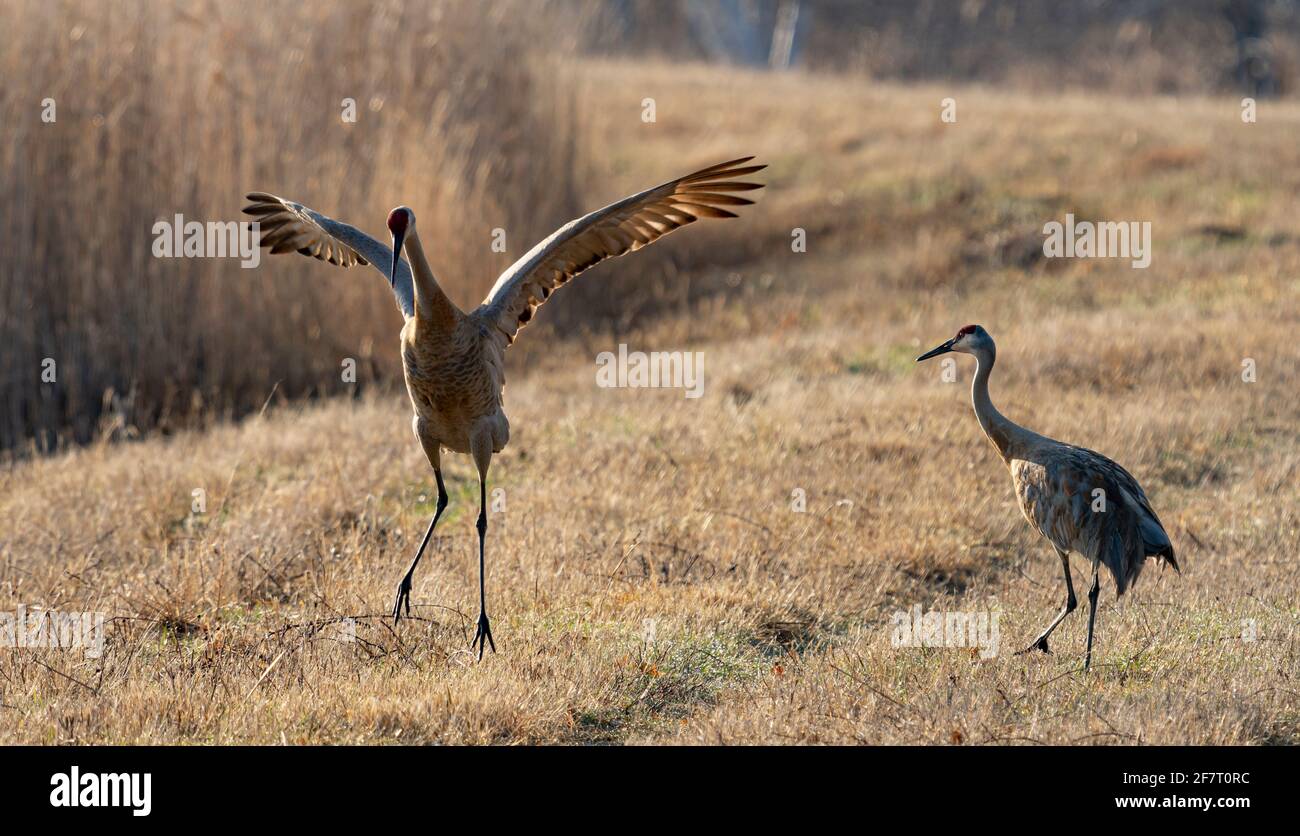 Une grue de sable fait une danse en bateau d'audience à la réserve d'animaux de Crex Meadows, dans le Wisconsin. Banque D'Images