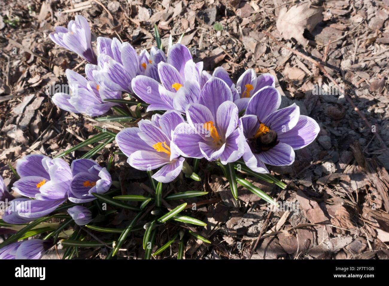 le crocus violet fleurit au début du printemps Banque D'Images