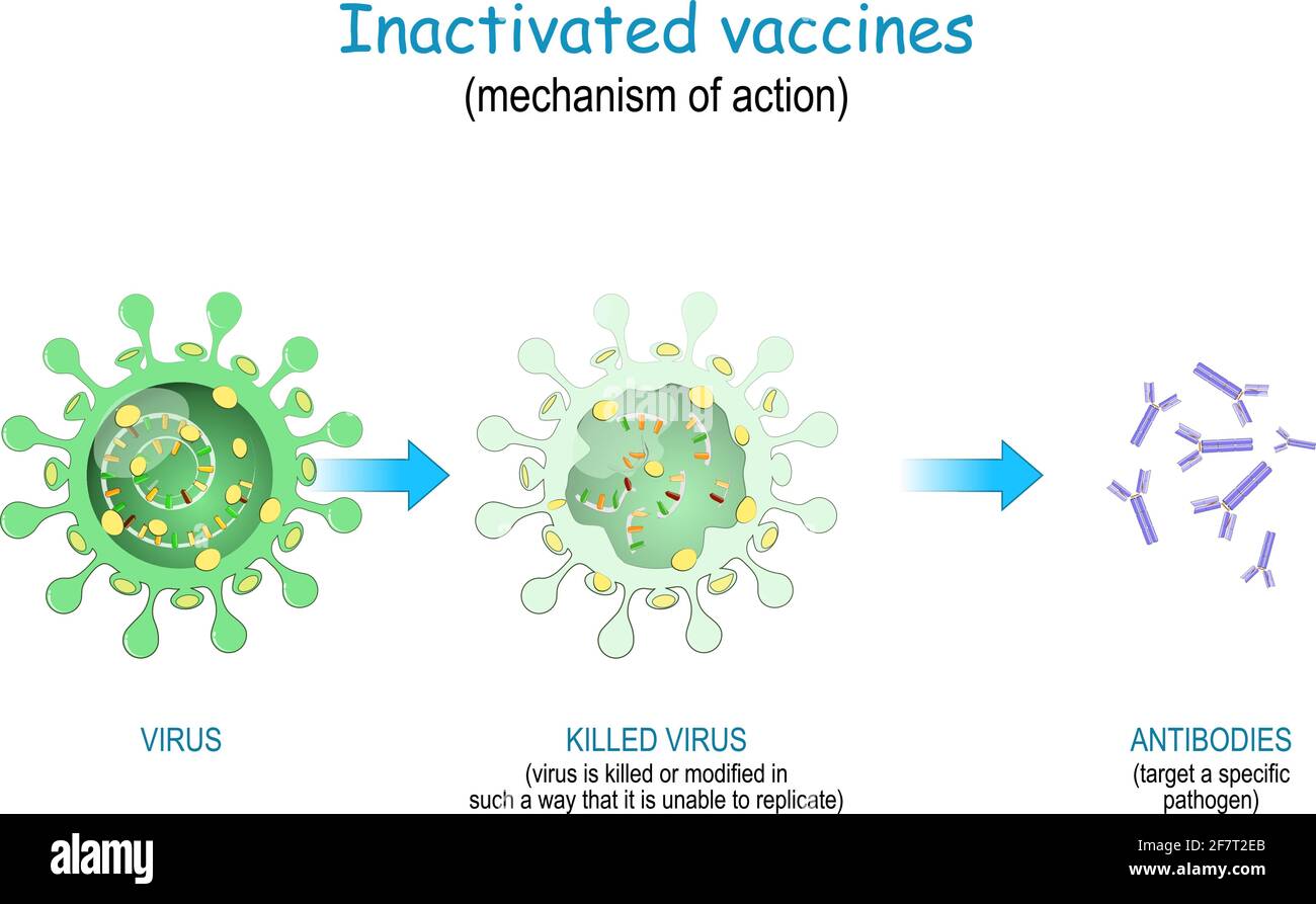 Vaccins inactivés. Utilisation de vaccins virus tués ou modifiés qui ne peuvent pas se répliquer mécanisme d'action pour inciter l'organisme à produire des anticorps ag Illustration de Vecteur