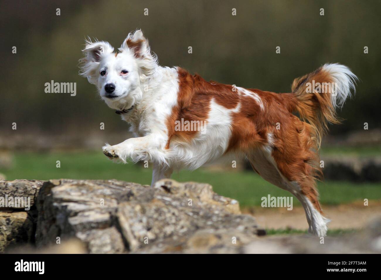Bordure rouge et blanche Collie Banque D'Images