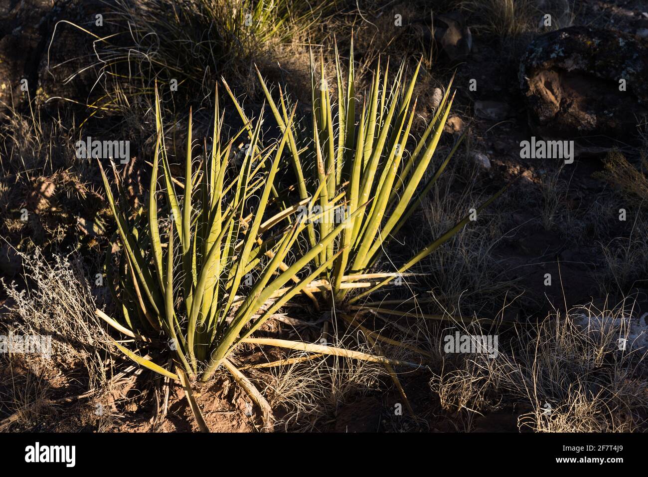 Dutil Yucca, Yucca baccata, dans le terrain de jeux de la Vallée des feux, Nouveau-Mexique. Également connu sous le nom de Banana Yucca. Banque D'Images