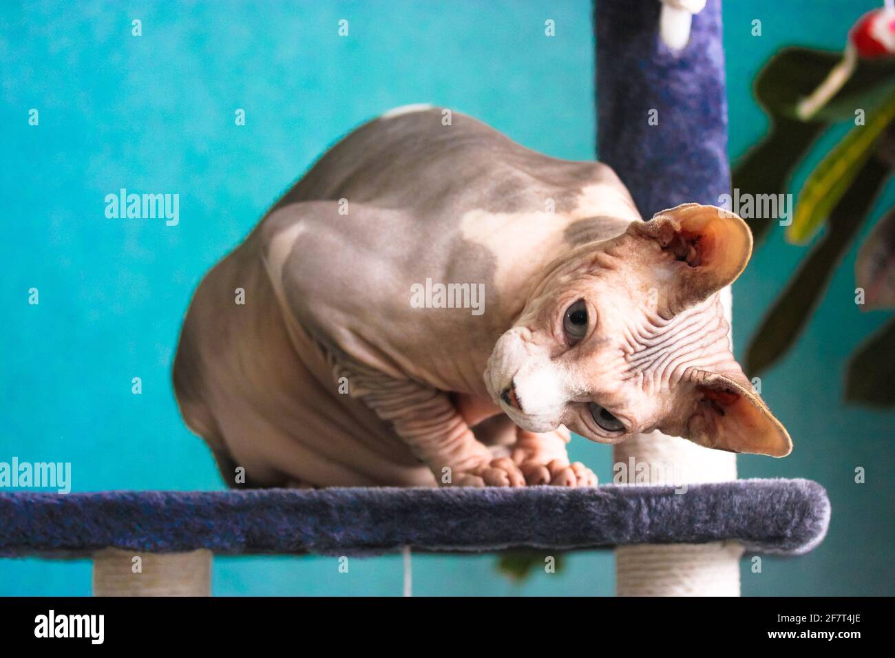 Sphinx Pose Banque D Image Et Photos Alamy