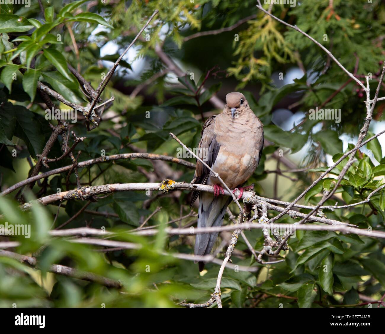 Colombe en deuil (Zenaida macroura) perching sur une branche - feuilles vertes en arrière-plan Banque D'Images