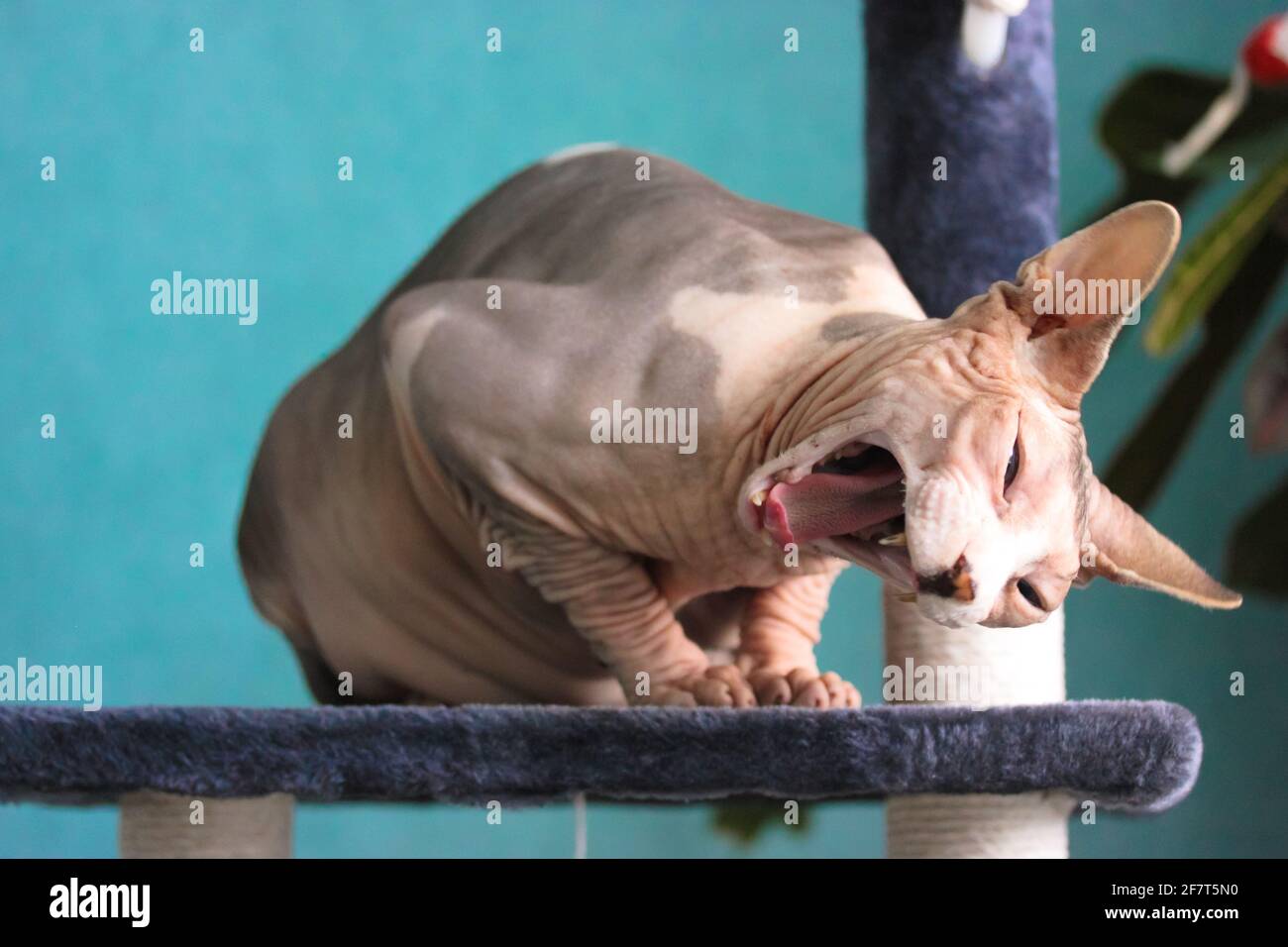 Peau De Chat Banque D Image Et Photos Alamy