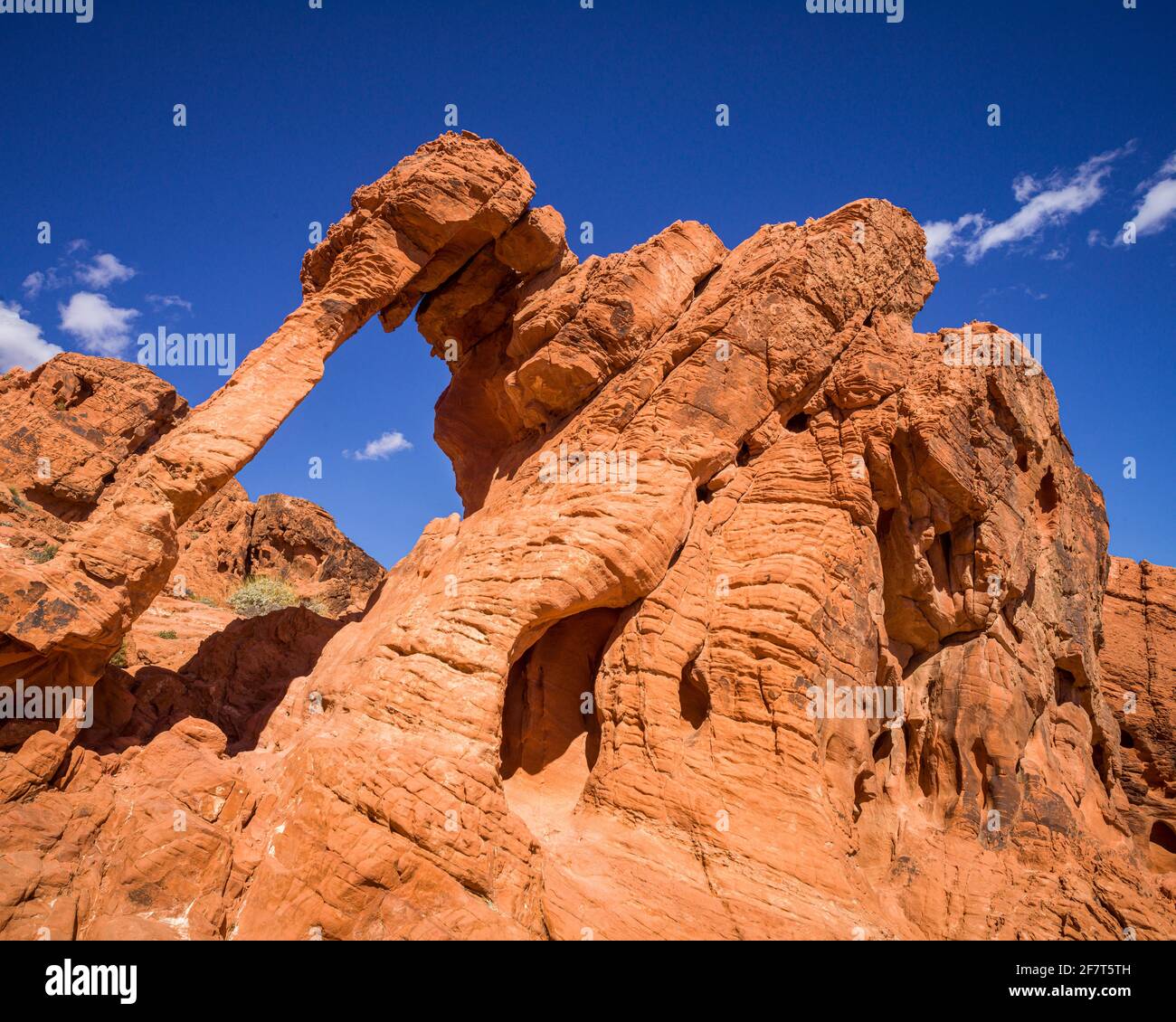 La formation d'Elephant Rock atteint le ciel bleu à Red Rock Canyon, Nevada Banque D'Images